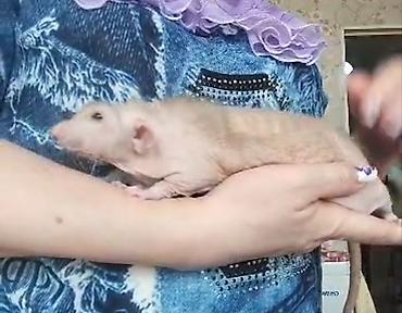 Кемирүүчүлөр: Питомник крыс Rat Haus Love . Предлагает пару молодых крыс . Мальчик — 4