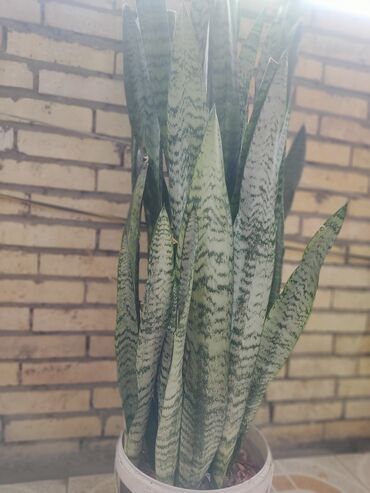 evkalipt bitkisi: Bitki: Sansevieria (Qaynanadili) –hundurluyu 1.15 sm dir. Gül açan