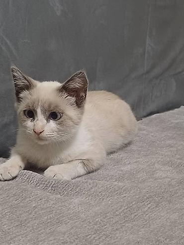 нужна кошка: Отдадим в хорошие руки 🤝 Котёнок активный и любопытный малыш. есть — 6