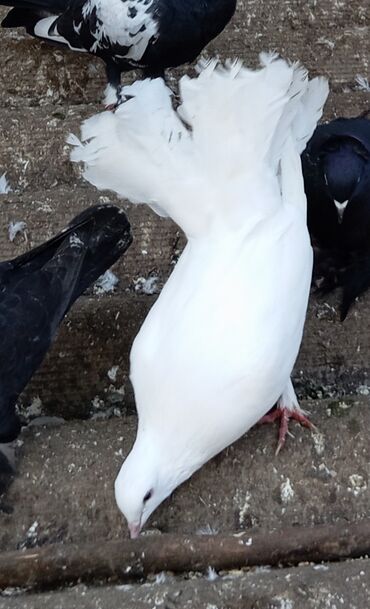 Göyərçinlər: Məhsul: Bəzək üçün fiqurlu göyərçinlər - Növ: Quyruğu geniş, yelpik — 4