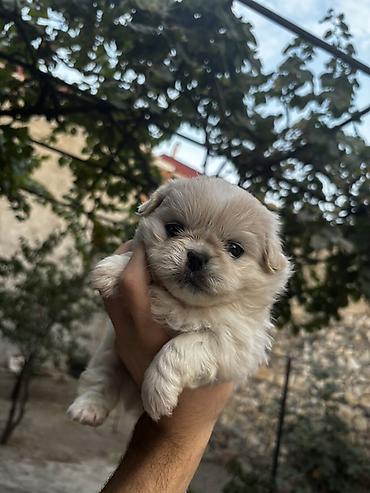 seksi it: Pekines — 4