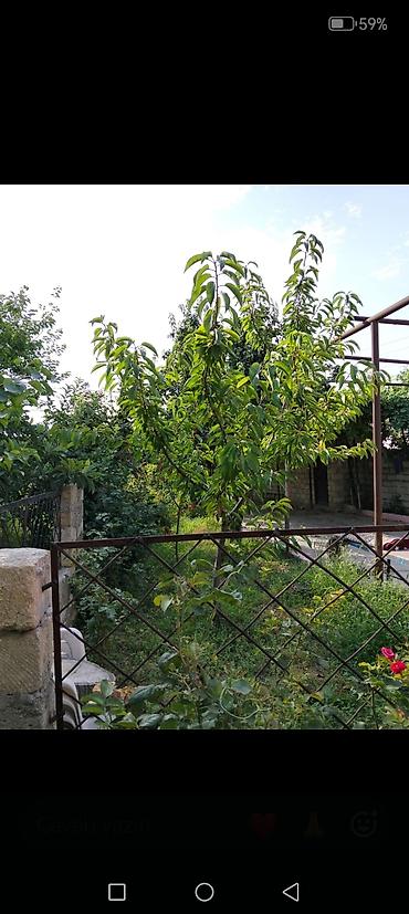 ambiyans ışığı: Bakı sumqayt yol qırağı 4 sot torpaq sahəsi icinde hər meyvə agaclari — 6