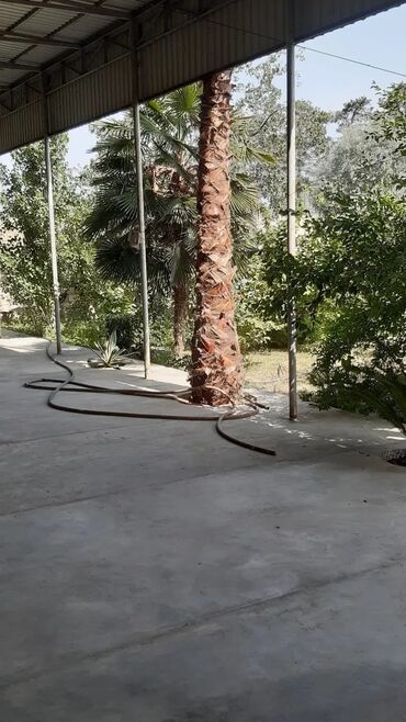 Ağaclar: Bu palma ağacı tropik bir görünüşə malik olub, bağçanıza, həyətinizə — 6