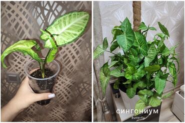 для растений: Сингониум Батерфляй 🦋, стартеры по 100 и 150 (крупнее)