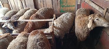 ак жугору: Сатам | Кочкор (эркек) | Союуга, Көбөйтүү үчүн — 10