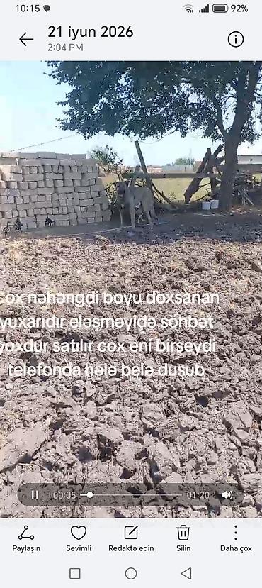 ana bala inək: Kaqal satılır boy 95 — 3