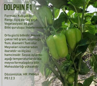 Toxumlar: Aluzze qarpiz toxumu — 19