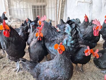 Toyuqlar: Toyuq, Australorp, Damazlıq, Ödənişli çatdırılma, Rayonlara çatdırılma, Ünvandan götürmə — 3