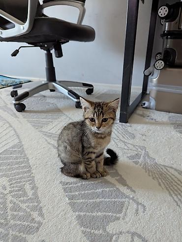 Приученные к лотку. Отдам котёнка: короткошёрстный полосатый табби с