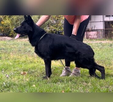 Вязка собак: Вязка: Немецкая овчарка, Самец, 2 года, С родословной — 5