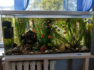 рыбки аквариумы: Аквариум с декоративными рыбками и оформлением. В аквариуме много — 2