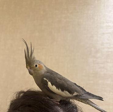 корелла: Nimfa tutuquşu (Cockatiel) — 1