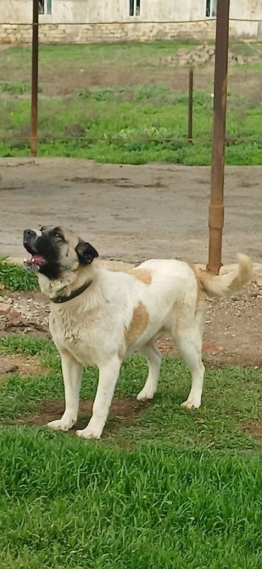 İtlər: Qurdbasar, 10 ay, Dişi, Peyvəndli — 13