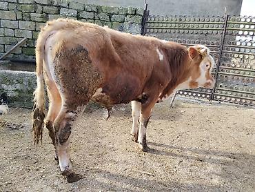 Dana, buzov: Simental tipli dana - Cins: Simental tipli, ətlik istiqamət - Rəng — 11