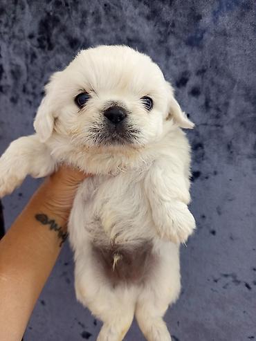 pekines satisi: Pekines — 8