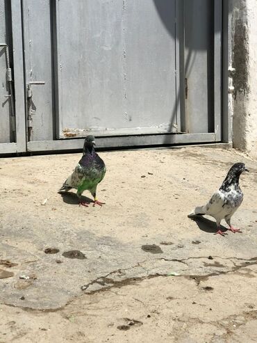 qırmızı quyruq: Fərqli rənglərdə olan göyərçin. Birinci quşun başı qara, boyun hissəsi