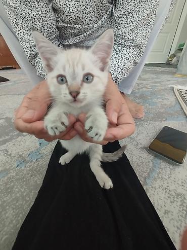 Котёнок с голубыми глазами и светлой шерстью с нежным дымчатым