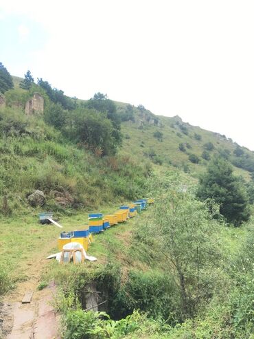 Bal: Kəlbəcər balı – dağ-çiçək və yaylaq balı, həmçinin çökə (linden) balı -da lalafo.az — 10 Bal: Kəlbəcər balı – dağ-çiçək və yaylaq balı, həmçinin çökə (linden) balı — 10