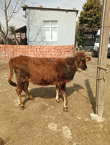 Dana, buzov: Dana, buzov — 6