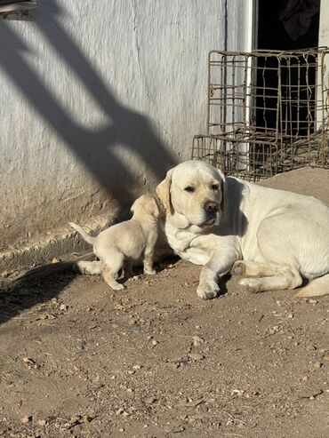 Продажа собак: Щенки светлого окраса лабрадоров/ретриверов 4 мальчика, 3 девочки У — 10