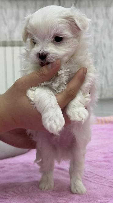 İtlər: Malta bolonka — 9