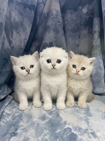 Кошки: Готовится к продаже шотландские котята, окрасы: светлый — 5