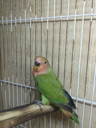 Tutuquşları: Tutuquşu popuqay fişer nerazlucnik 1-3 aylıq balalar — 4