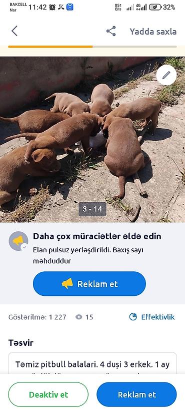 İtlər: Pitbul, 1 ay — 2