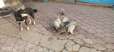лайки in Кыргызстан | СОБАКИ: Продаю щенков лайки. Восточно-сибирская, чистокровная. Мать и отец