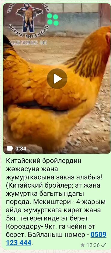 ит итер ош: Китайский бройлер жумурткасы жана жөжөлөр сатылат!
