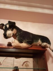 Oyuncaqlar: Oyuncaq İt. Çin istehsalı. Uzunluğu 75 sm. Qiyməti - 50 azn -da lalafo.az — 4 Oyuncaqlar: Oyuncaq İt. Çin istehsalı. Uzunluğu 75 sm. Qiyməti - 50 azn — 4