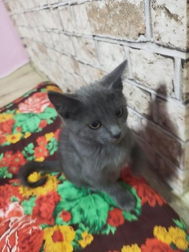 вязка кошка: Серый котёнок с короткой плюшевой шерстью и янтарными глазами — 3
