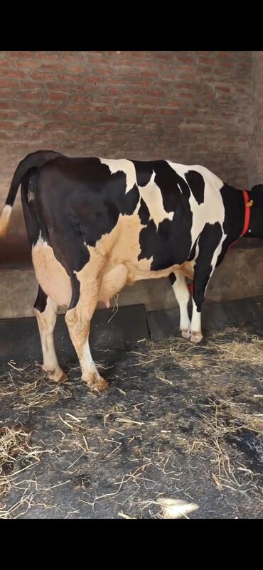 Inəklər, öküzlər: Holşteyn cinsli inək buzovla birlikdə - Qara-ağ rəngli, iri bədən — 4