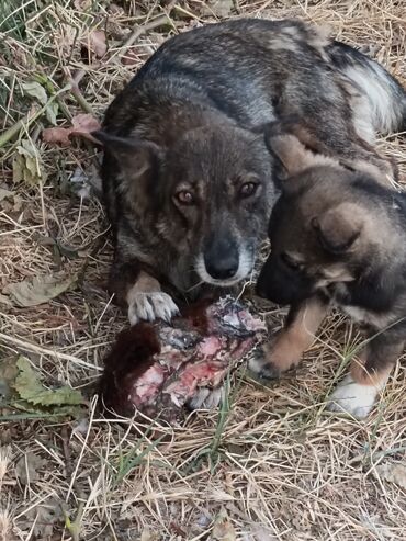 xala bala: Zvonok, 2 ay, Erkek, Ünvandan götürmə