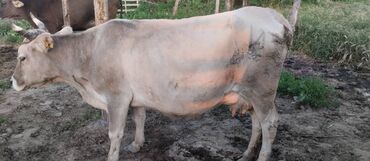 продаю корову с теленком: Продаю | Корова (самка) | Алатауская | Для молока | Стельные
