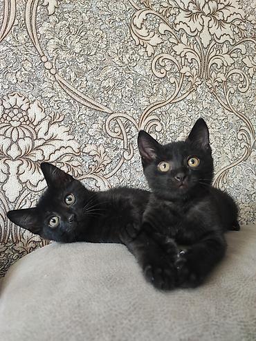 корм для котят: Черные котята, 2 мальчика. Смесь котиш страйт прямоухий с таби — 2