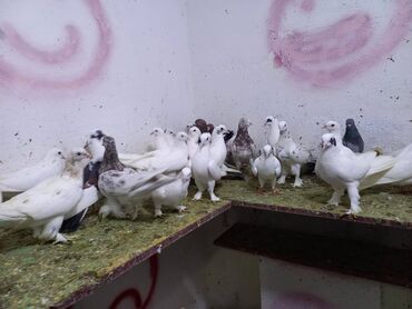 Göyərçinlər: Salam Aleykum qardaşlar 40 dene quşdu içində super uçan Quşlar var — 12