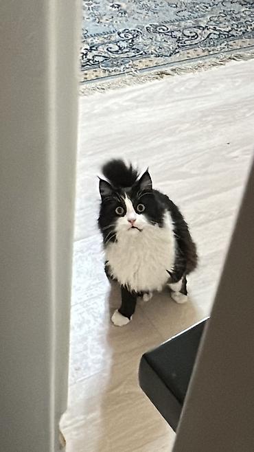 Отдам даром кошку: Мальчик, Приучена к лотку — 2