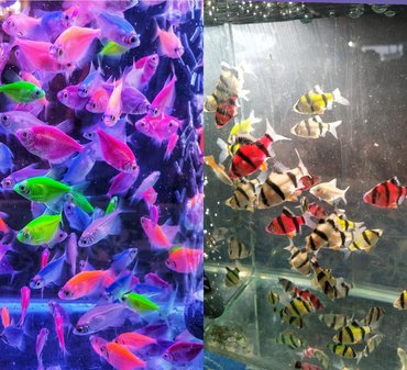 аквариум с рыбами: Рыбки Аквариумные, Аквариумы, Оборудование Аксессуары Богатый опыт