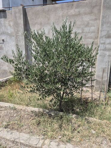 Həyət evləri və villaların satışı: Buzovna 3 otaqlı, 71 kv. m, Kredit yoxdur, Orta təmir — 28