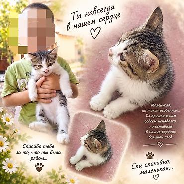 домашний кошка: ИЩУ ТАКОГО КОТЁНКА ЖЕЛАТЕЛЬНО ТАКОЙЖЕ ПРИМУ В ДАР ИЛИ КУПЛЮ ЧТОБ НЕ — 1