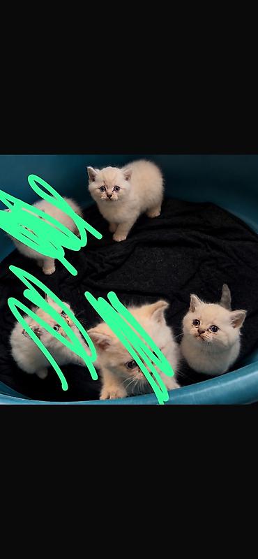 mini lop: Şotland, Erkək, Yaxşı əllərə, Ünvandan götürmə, Ödənişli çatdırılma, Pulsuz çatdırılma — 2