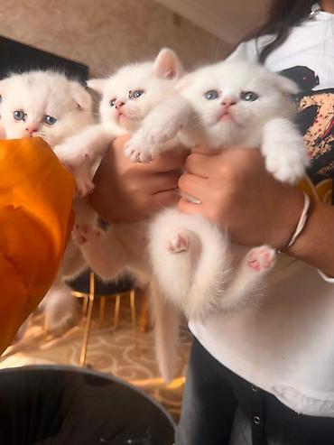 Pişiklər: Şotland — 2