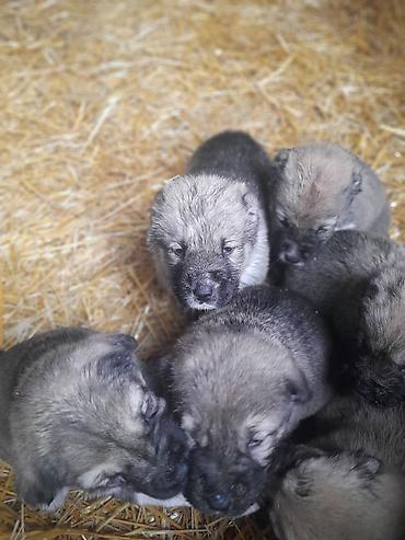 İtlər: Peyvəndli — 2