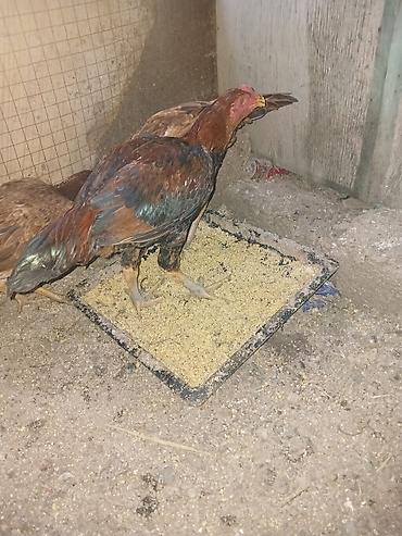 kənd toyuğu: Toyuq, Yumurtalıq — 3
