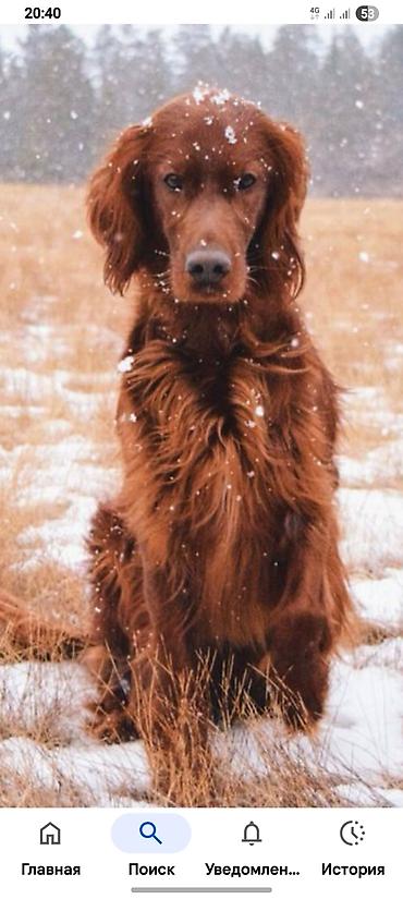 Продажа собак: Ирландски цеттр 1 год цено 200. $. кабел — 8