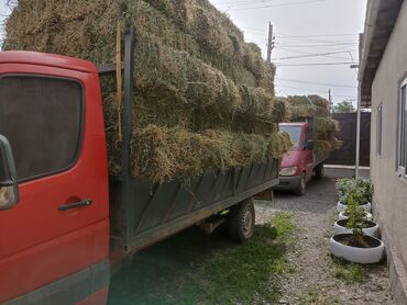 пони лошадь: Клевер трава аралаш 1500 шт доставка есть
