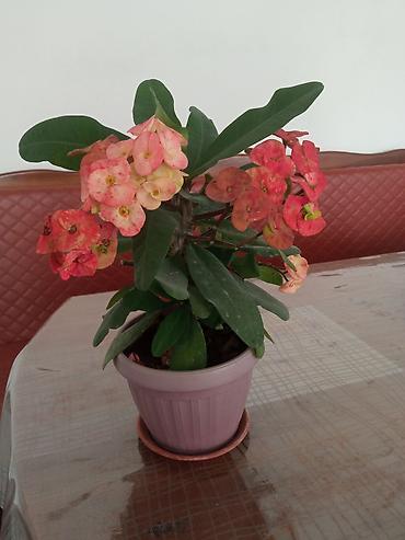 Молочаи: Эуфорбия Миля (Euphorbia milii, «Корона Христа») в горшке - — 3