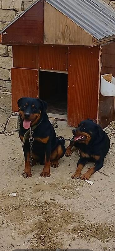 İtlər: Rotveyler, Peyvəndli — 7