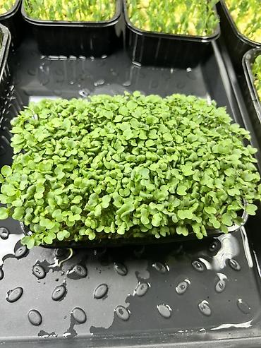 Микрозелень: Микрозелень в Бишкеке Горох подсолнечник, брокколи, горчица, редис — 6